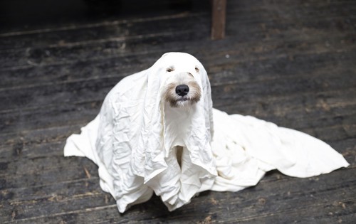 Dog dressed up as a ghost